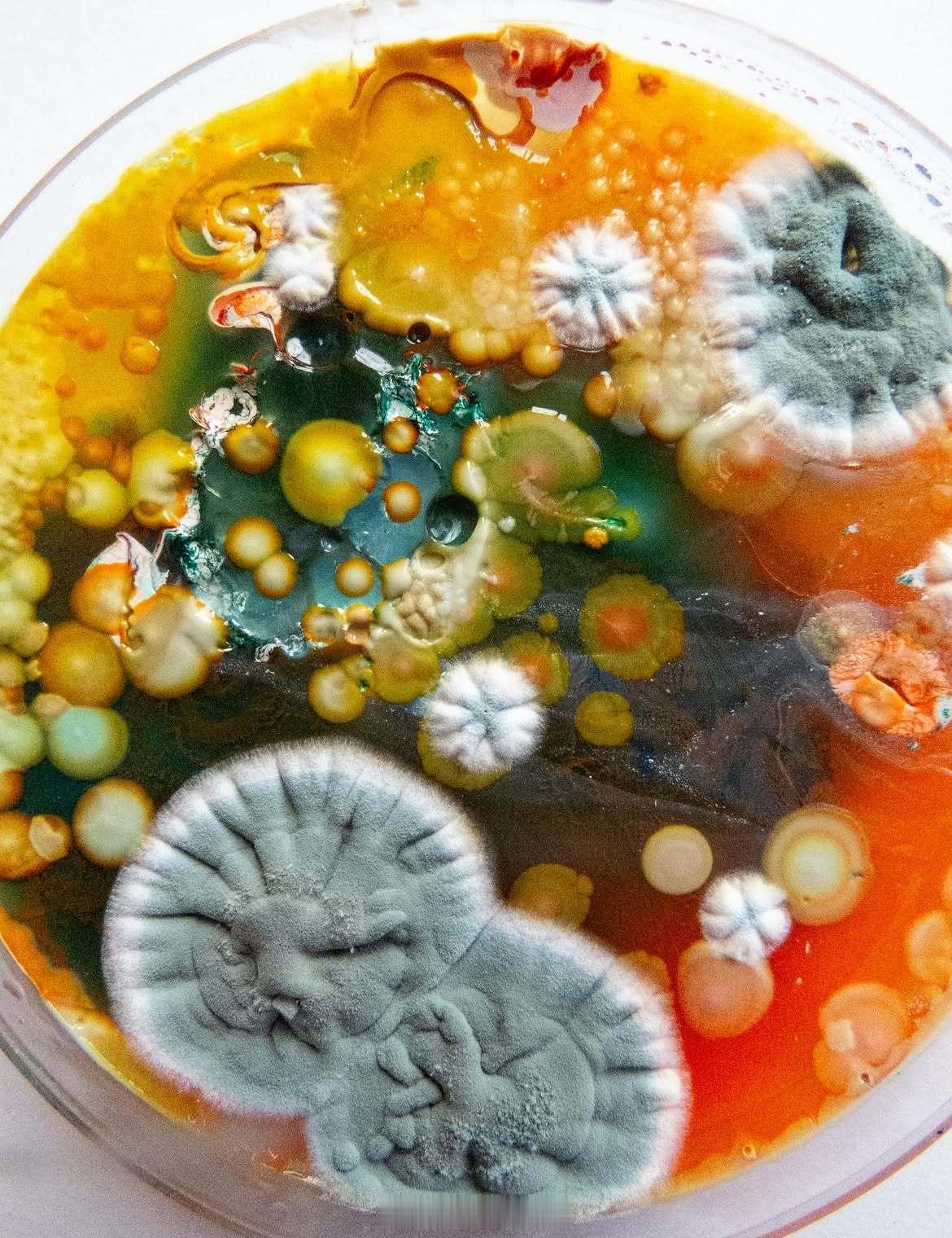 培养板上细菌生长的美丽景色，展示由不同细菌菌落形成的迷人图案和颜色 🧫 