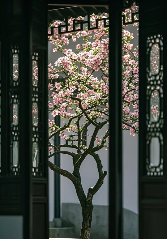 海棠花开春意浓