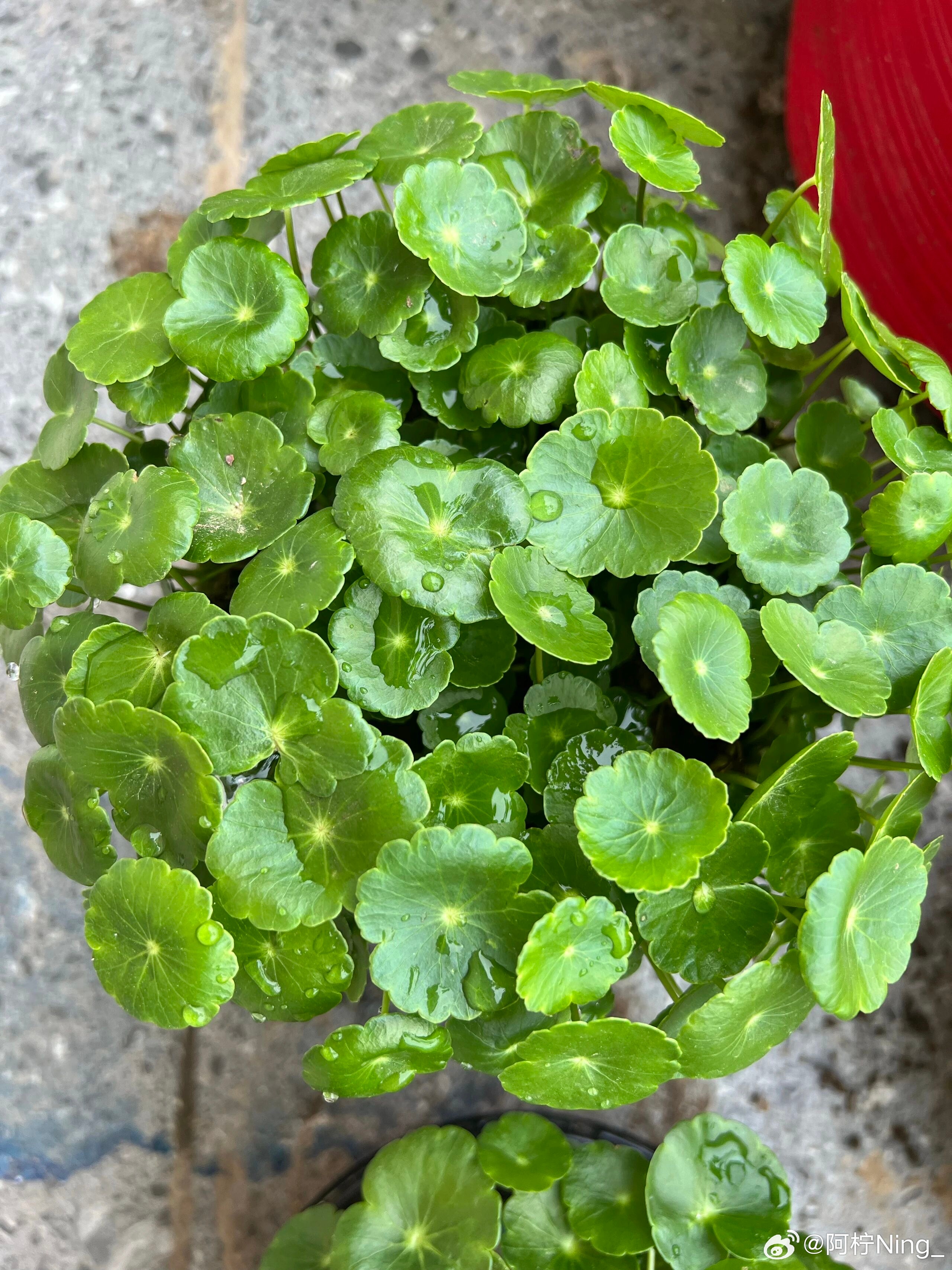 铜钱草的种植及养护一、种植方式1. 半土半水（长势最好、爆盆最快，首选）盆内铺2
