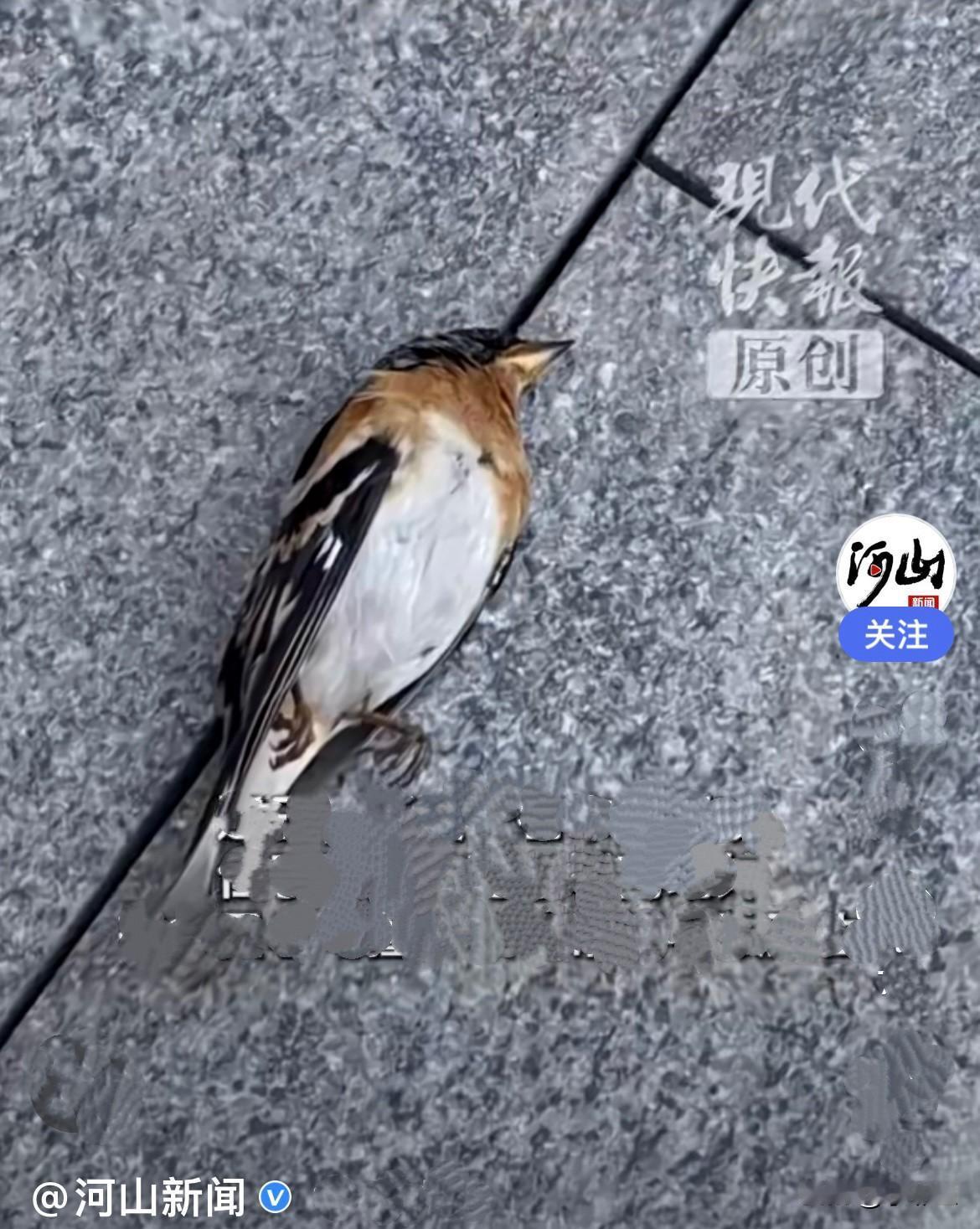 近日，陕西西安的万象城商场外，有多只小鸟飞向玻璃幕墙导致死亡，好可怜……
   