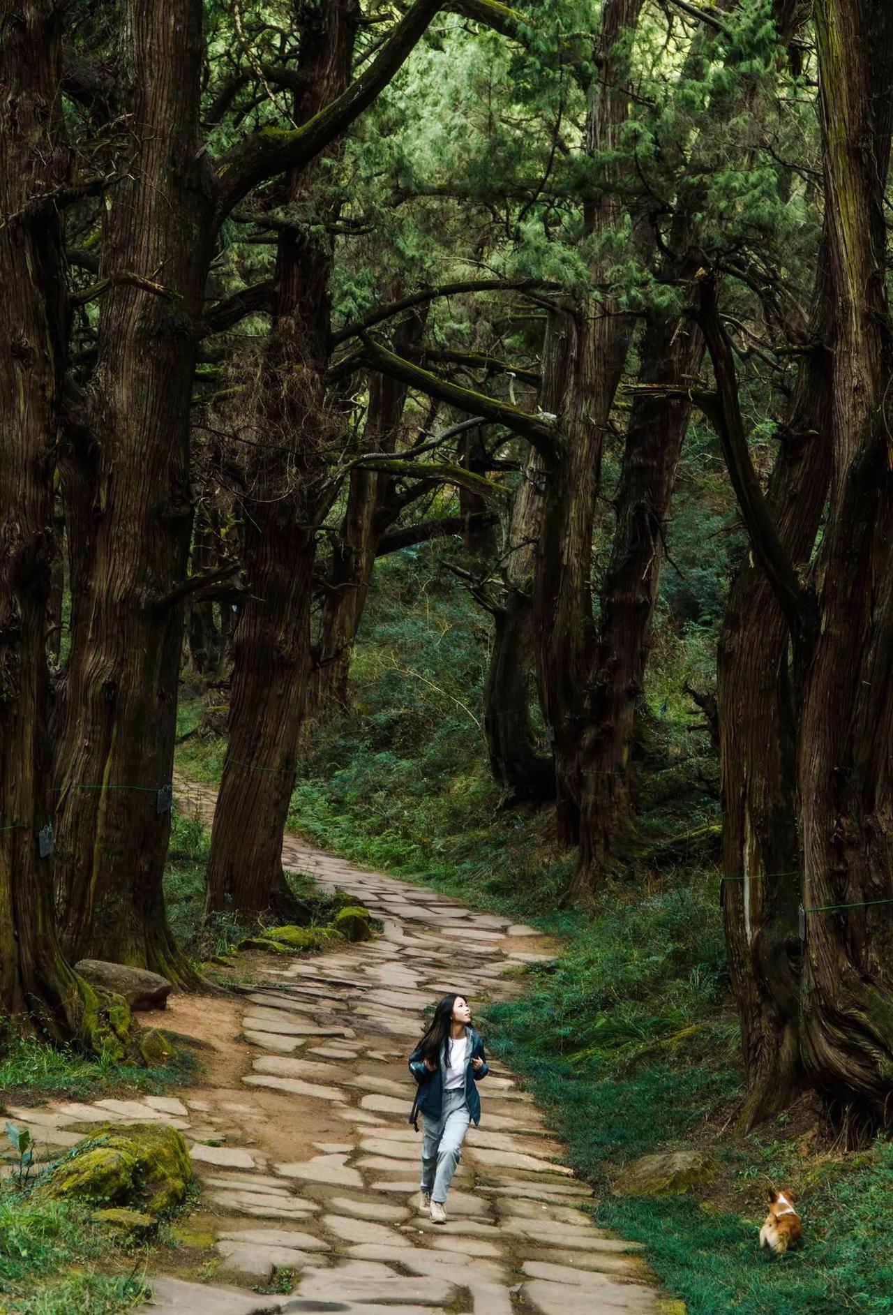 中国保存最完好的古蜀道，就在四川。成都周边藏了2300年的魔法森林古蜀道🌳广元