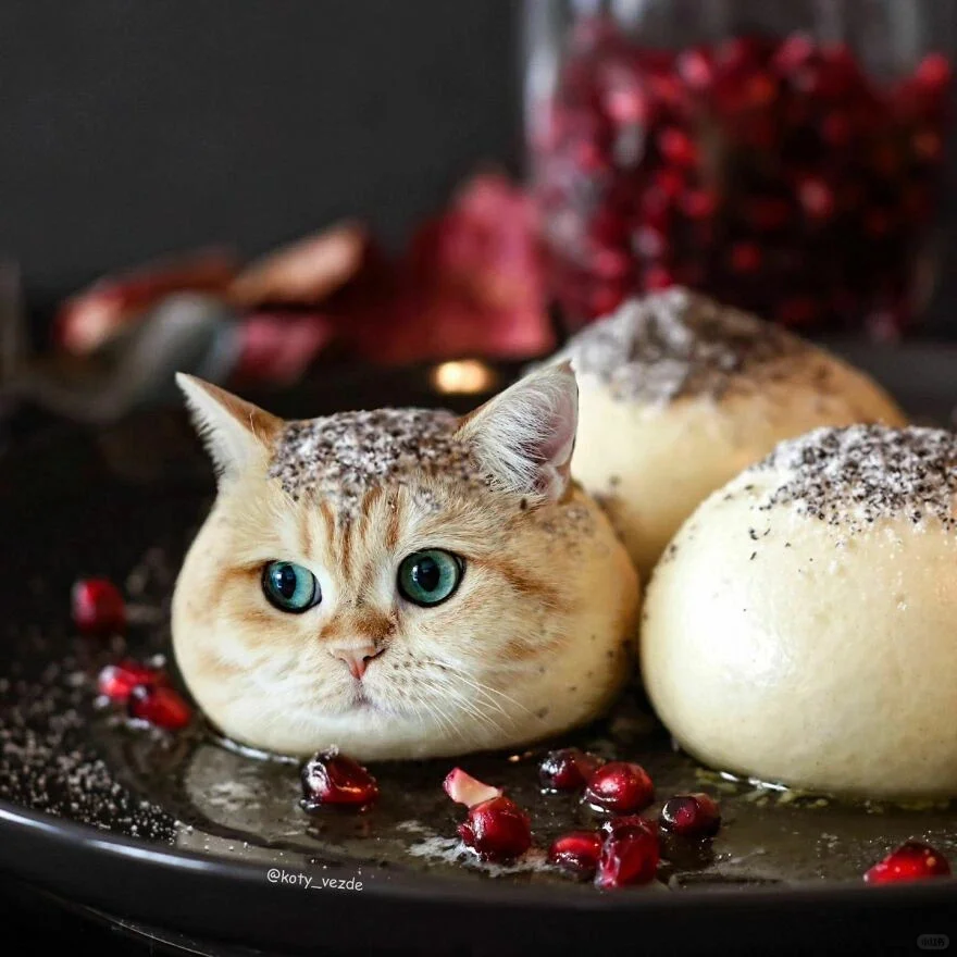 猫猫没有违和感