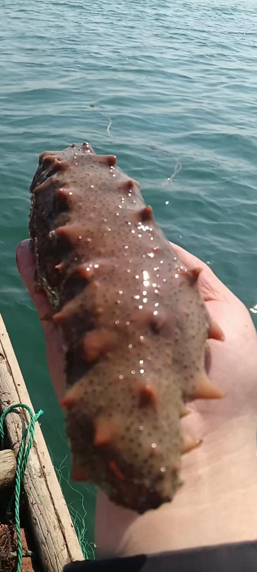 【夏天吃海参】海参，是为数不多的药食同源的食物，从中医学“药食同源”的角度来看，