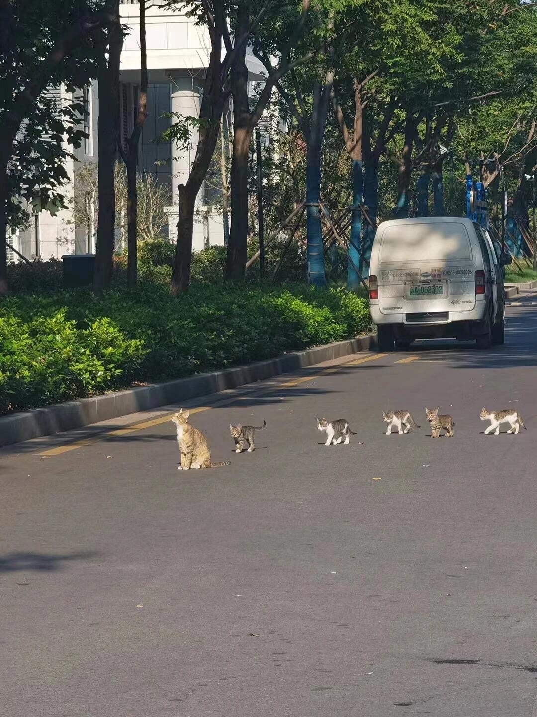 论猫咪对大学生毫无保留的信任[奶牛猫] ​​​
