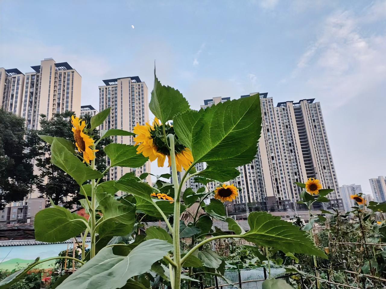 奉劝大家，别再相信网上那些 “不送礼物就是不爱” 的毒鸡汤了！

我想问问，天天