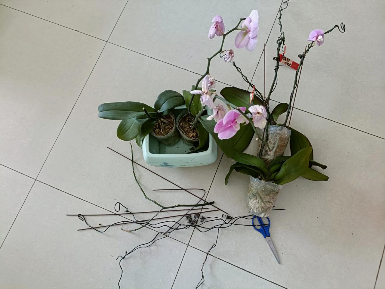 昨晚出门倒垃圾，捡到4棵人家扔掉的兰花，虽然花朵开败了，但是根和叶看着都很健康，