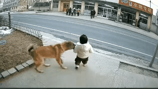 这家狗的主人定要好好供养这只狗，它可是救命恩犬。俗话说狗通人性，看来这狗比人还精