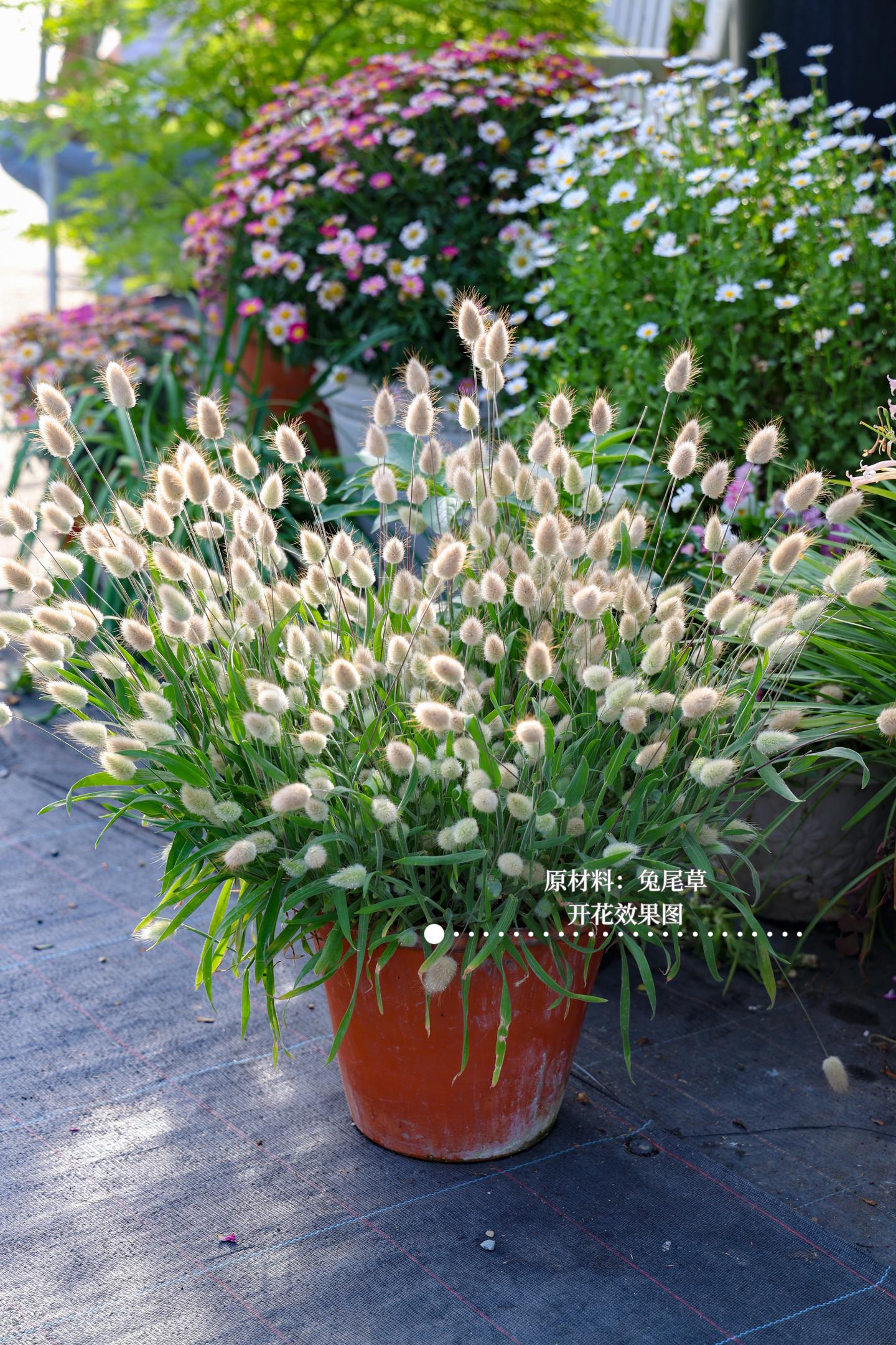 11月花友会招募 | 微花园植物盆栽体验。本期花友会，计划让大家来种一...