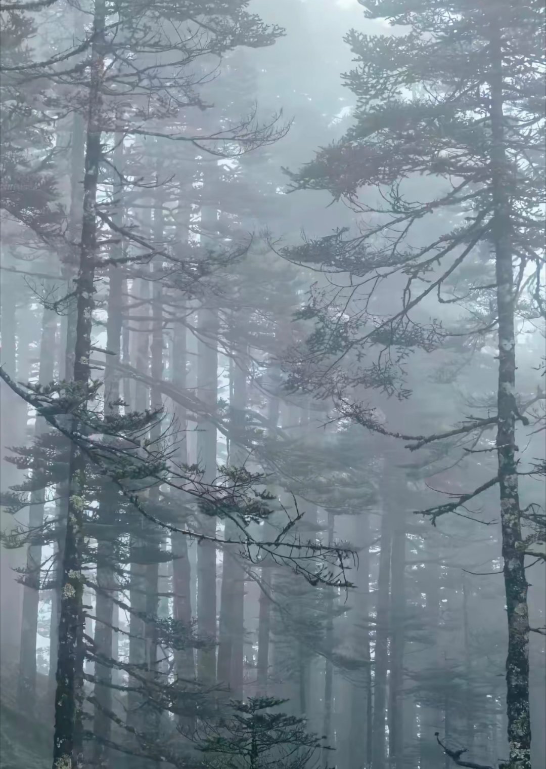 云南德宏晨雾如瀑美得太权威本月初在云南楚雄拍的