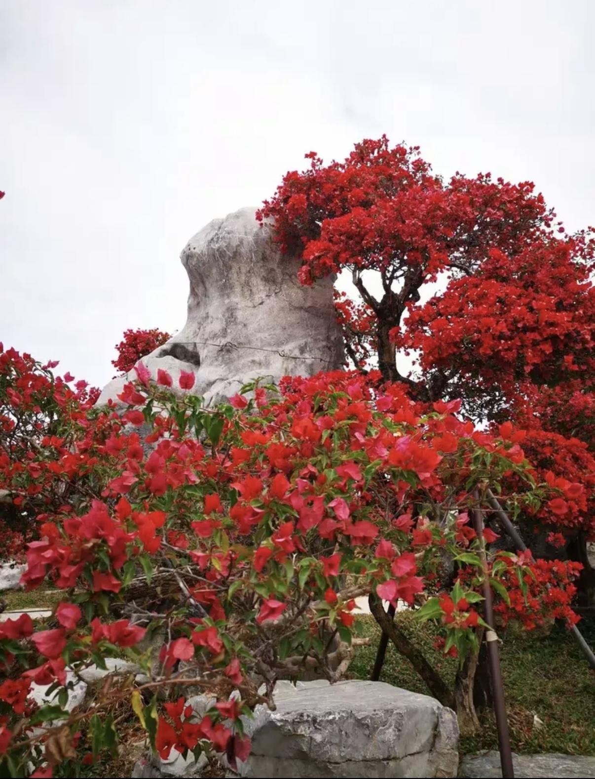 什么样的中药才能叫真正的中药
野生 + 分季 + 炮制 确实是传统中药疗效的黄金