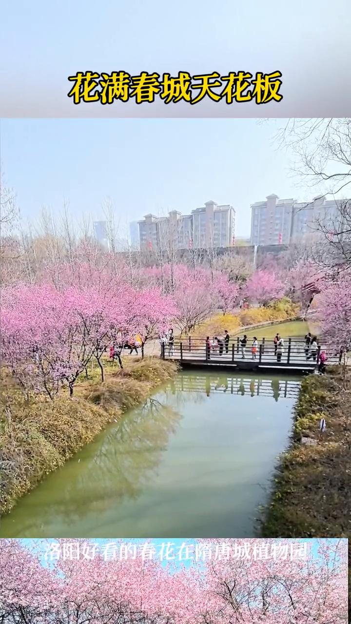 花满春城天花板，洛阳好看的春花在隋唐城植物园。