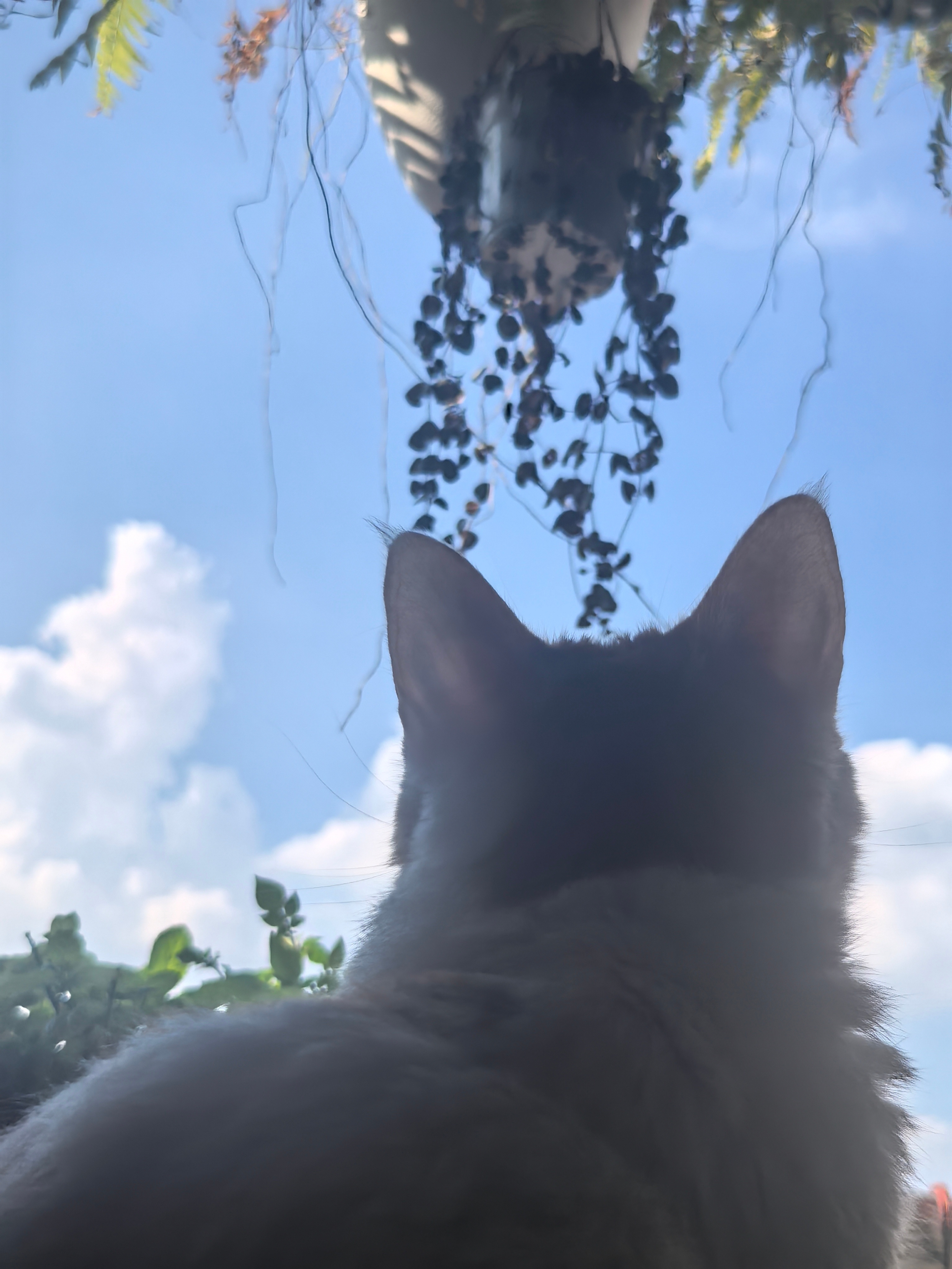 猫也有梦想 