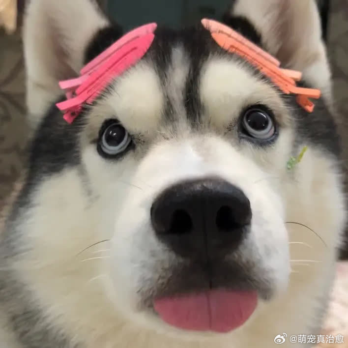 这谁看了不迷糊。萌宠宠物