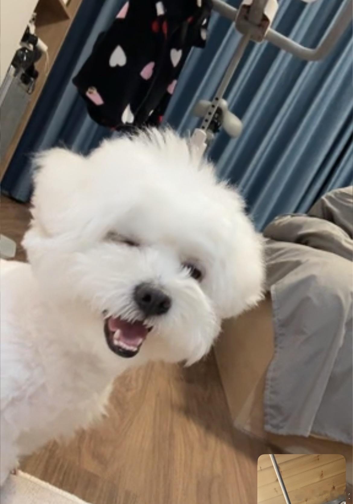 把哒哒送走去娜娜家的第三天 想它.. ​​​