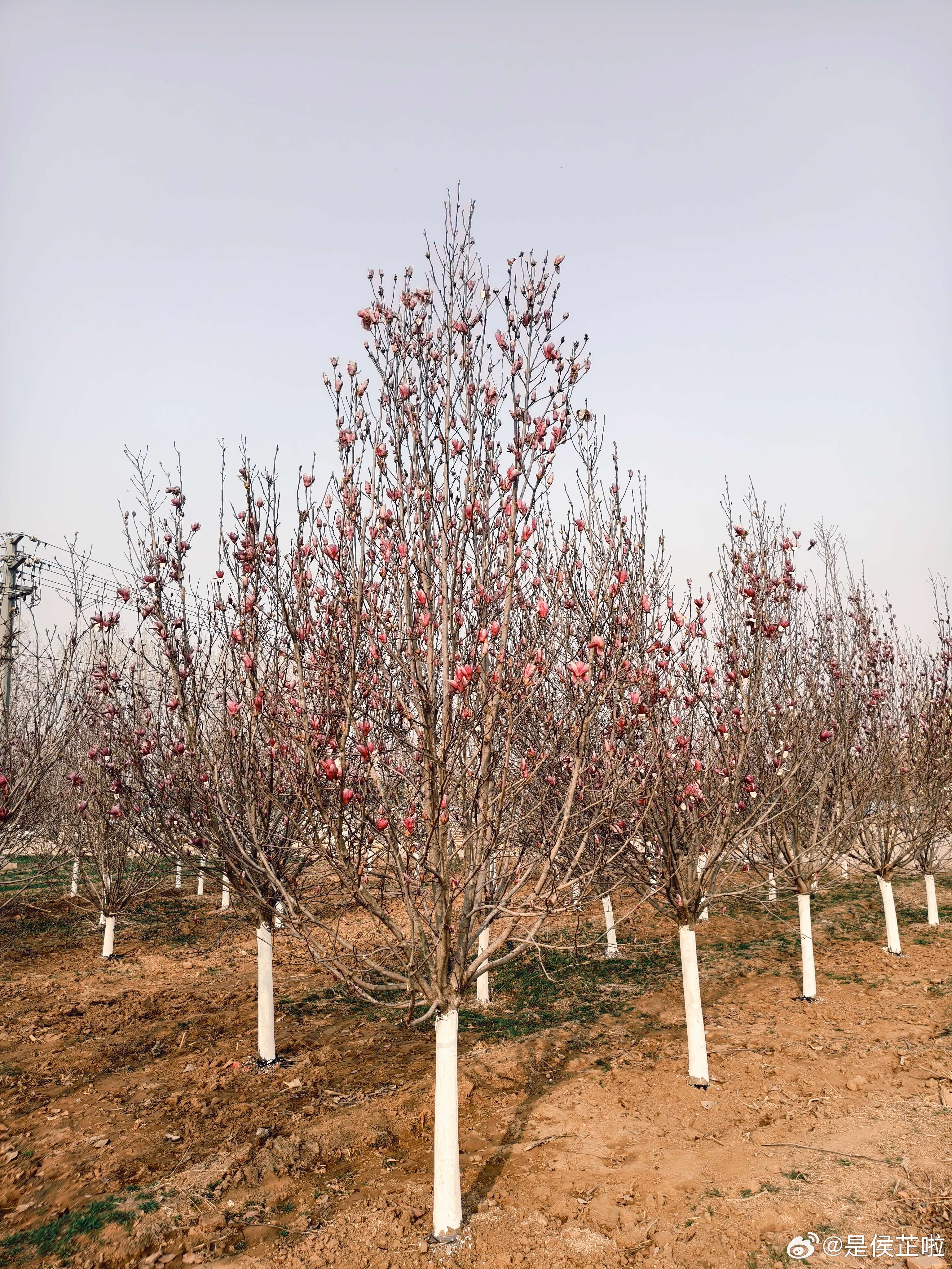 微博young派对春日许愿池春风拂面，万物新生，在这温柔的时节里，我也悄悄许下最