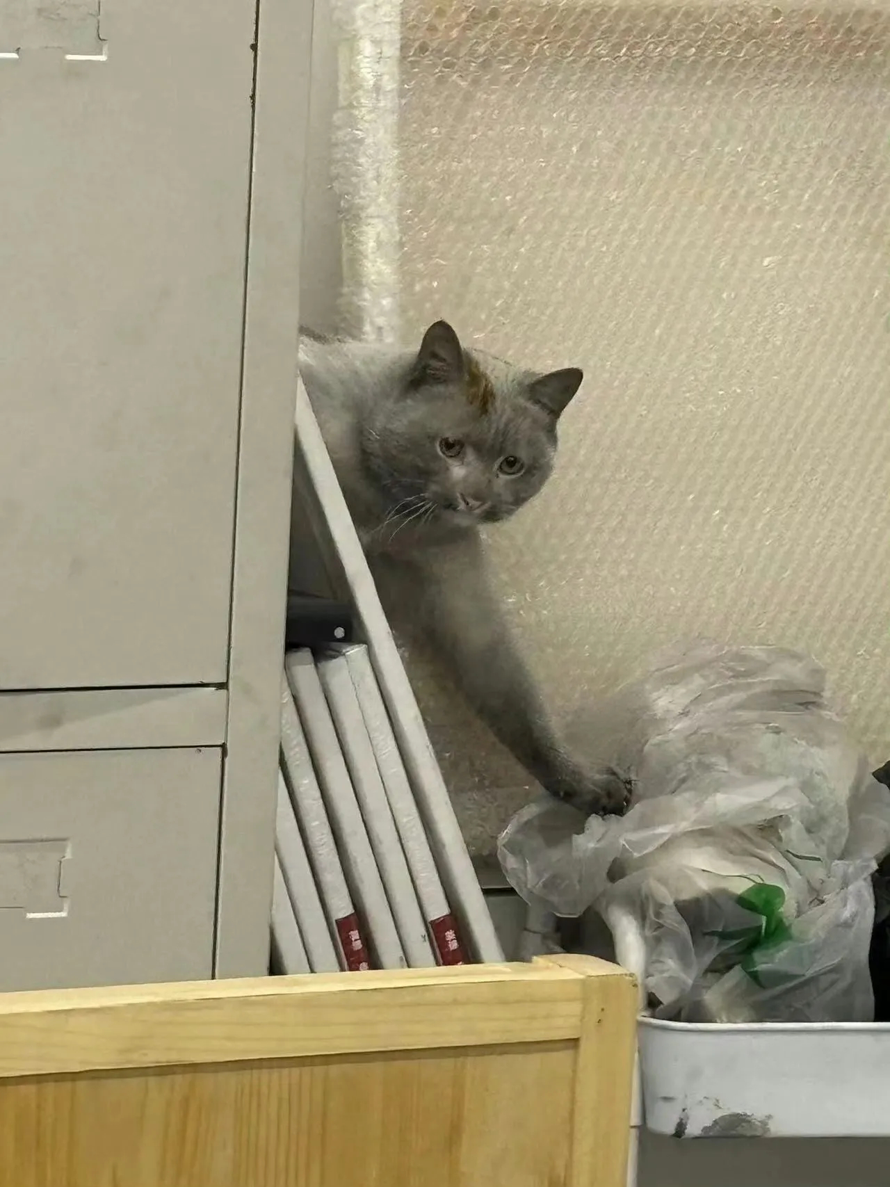 画室的白猫被摸成黑猫了[捂脸]