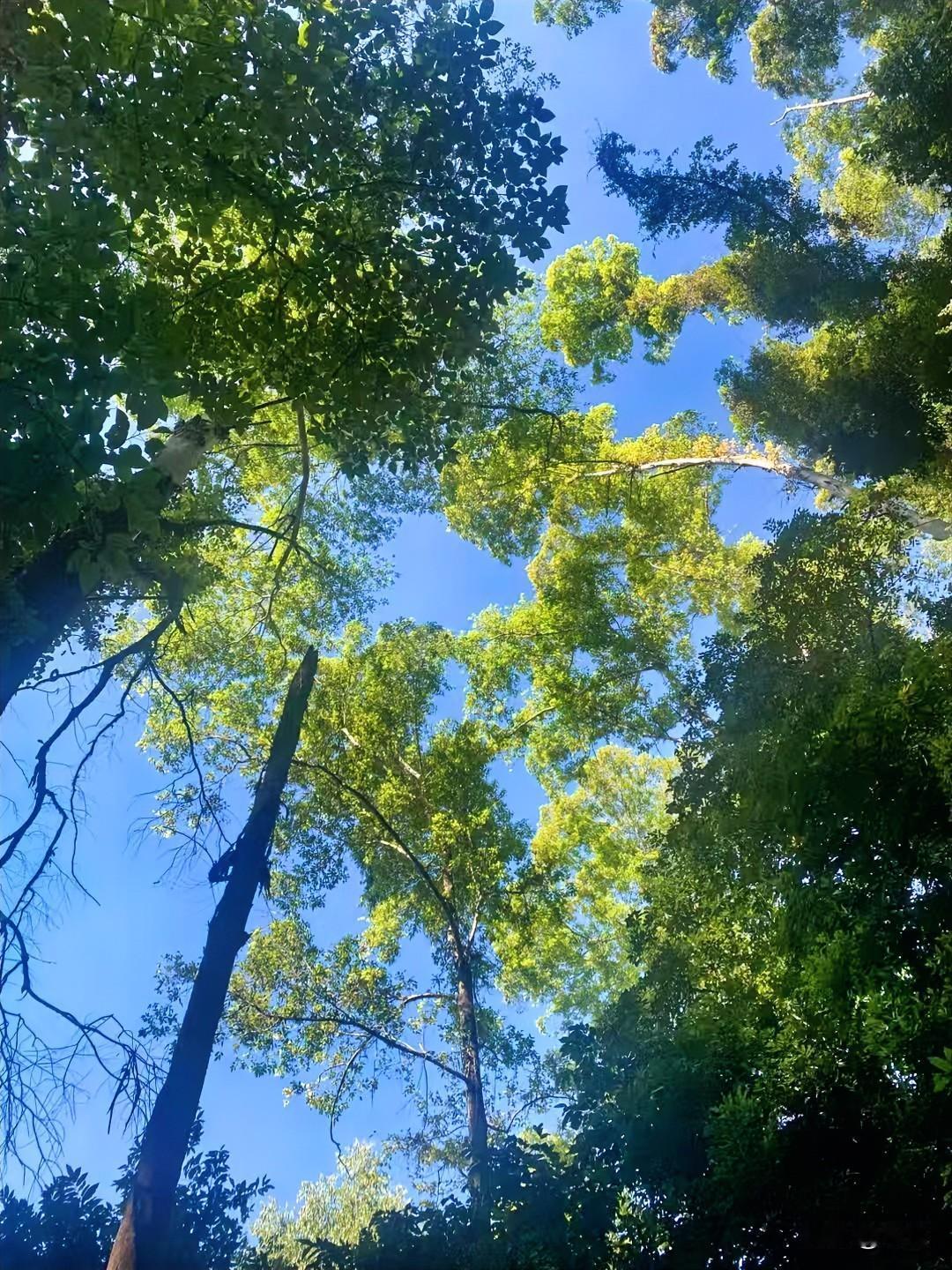 今天在林间走了走，抬头时一下子被这片绿意撞进心里。

阳光穿过层层叠叠的树叶缝隙