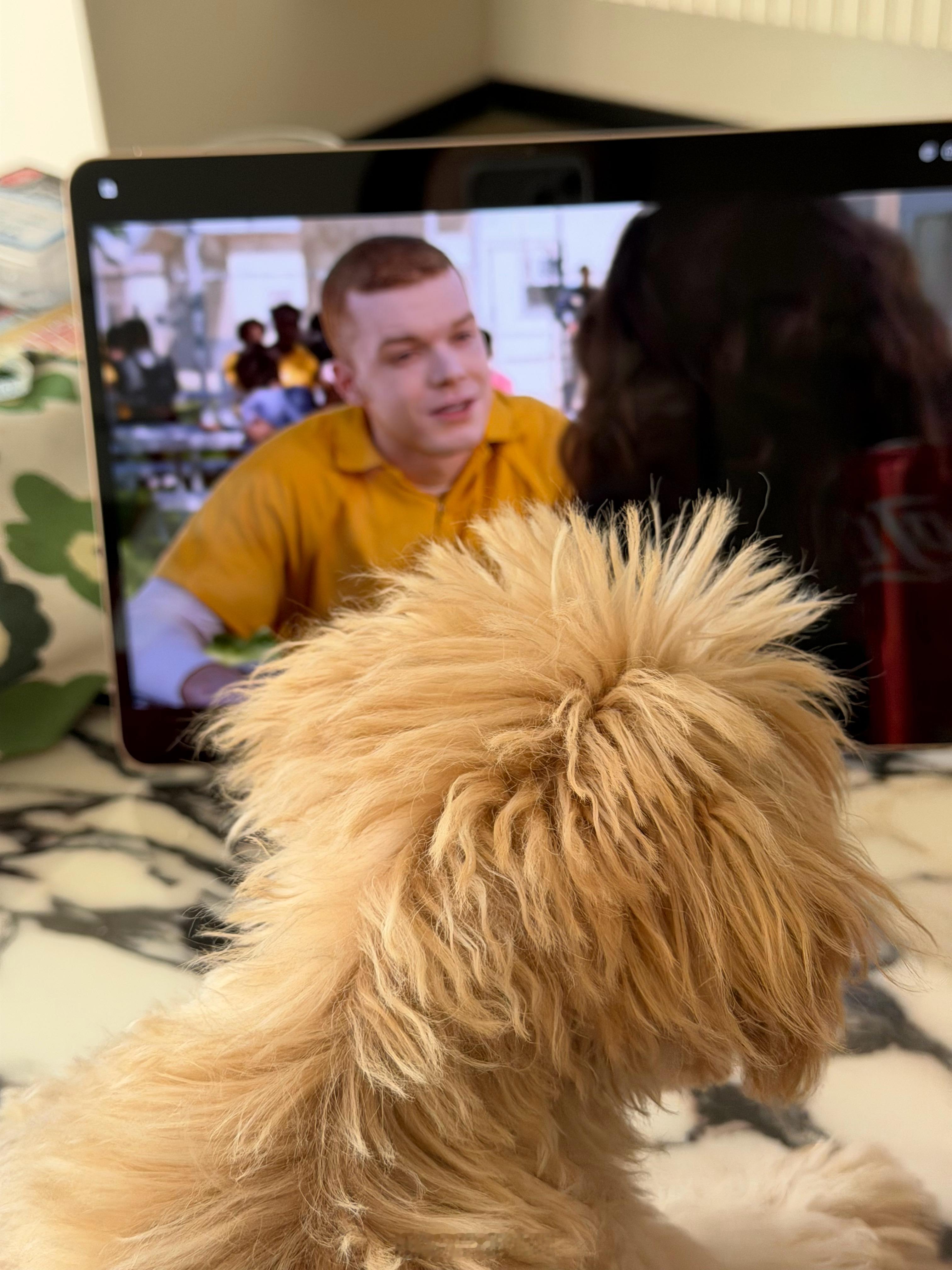 宝宝你也看Shameless吗 