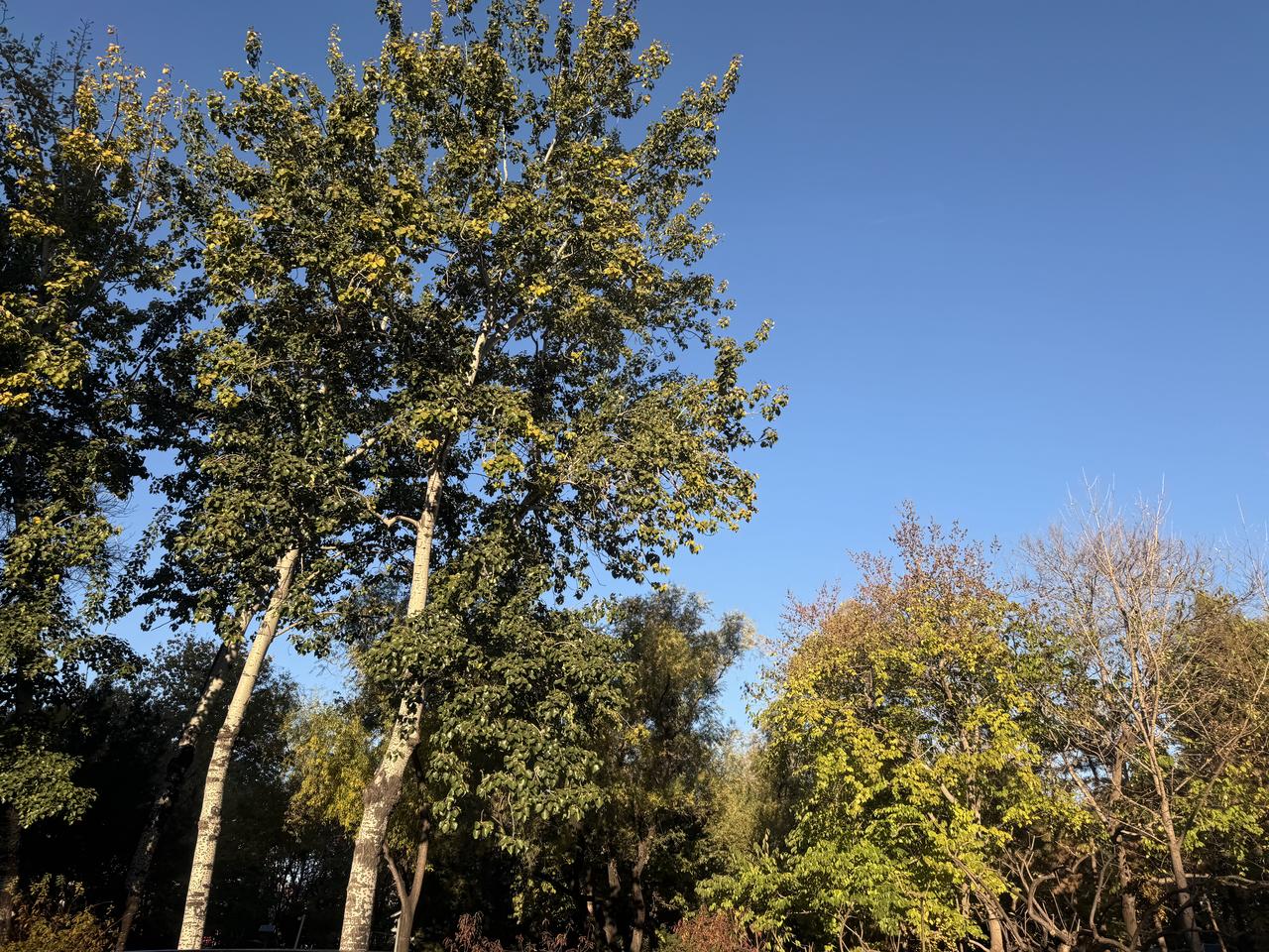 蓝天为幕，树木以庞大根系扎根大地，才能枝叶繁茂，傲立深秋。人亦如此，只会因实力雄