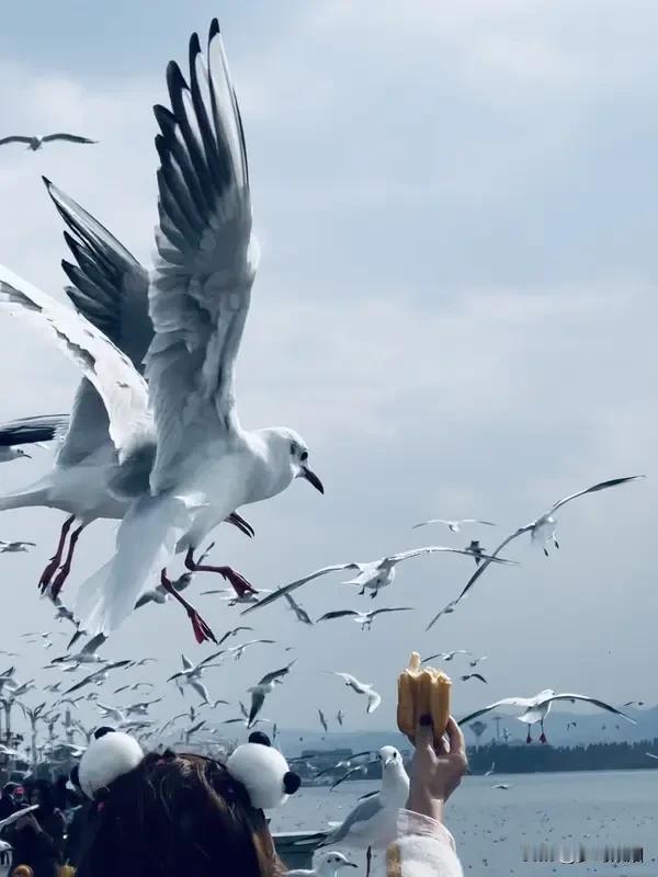 青岛vs昆明，一个滨海一个春城，到底谁更宜居？
 
同样是宜居城市天花板，山东青