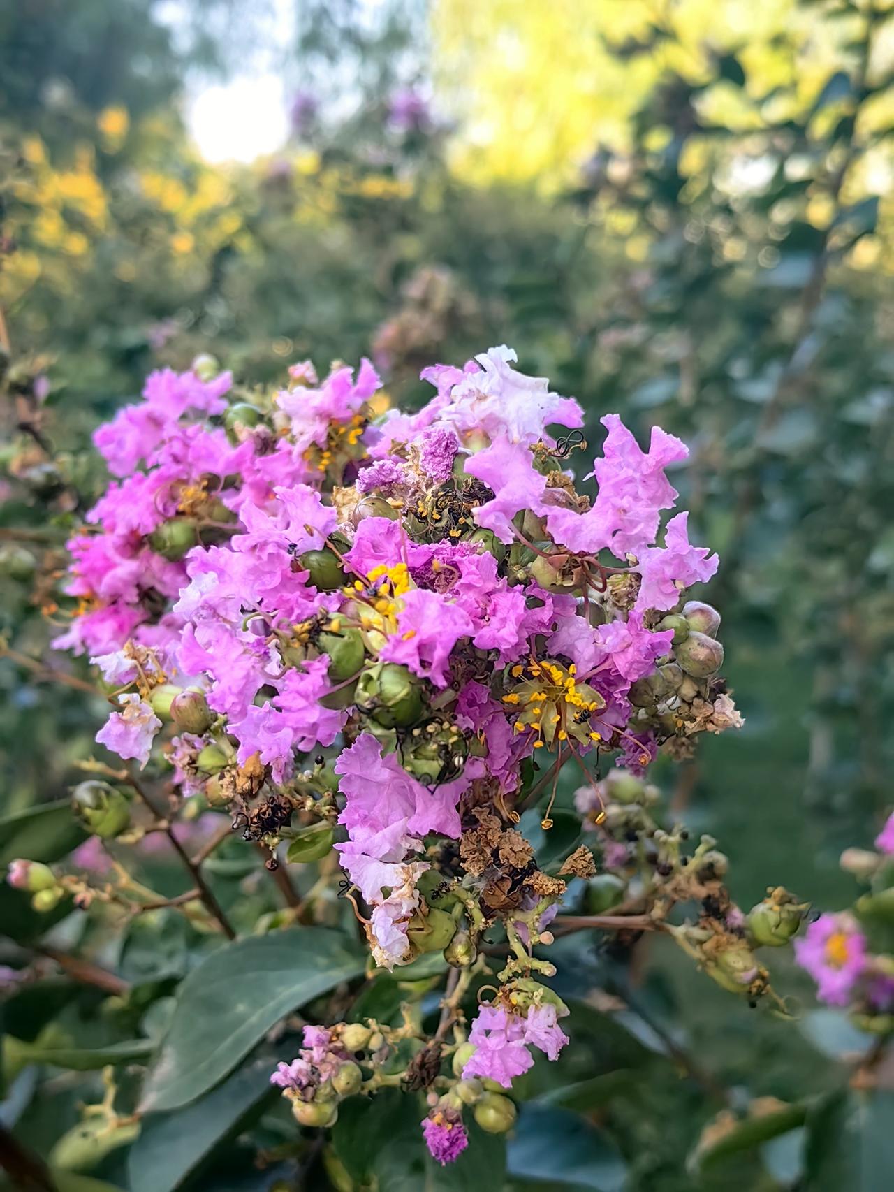 秋天里，紫薇花开得娇艳美丽，小区花园、路边绿化带随处可见。

明明都入秋快一个月