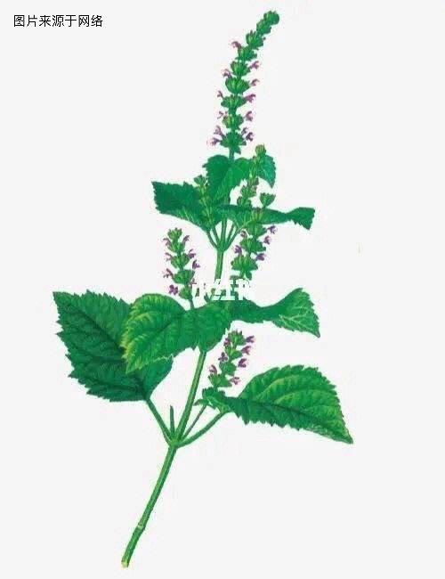 药食同源说藿香：藿香多用种子繁殖，当年播种，当年收获为新藿香，叶子多，叶片质量好