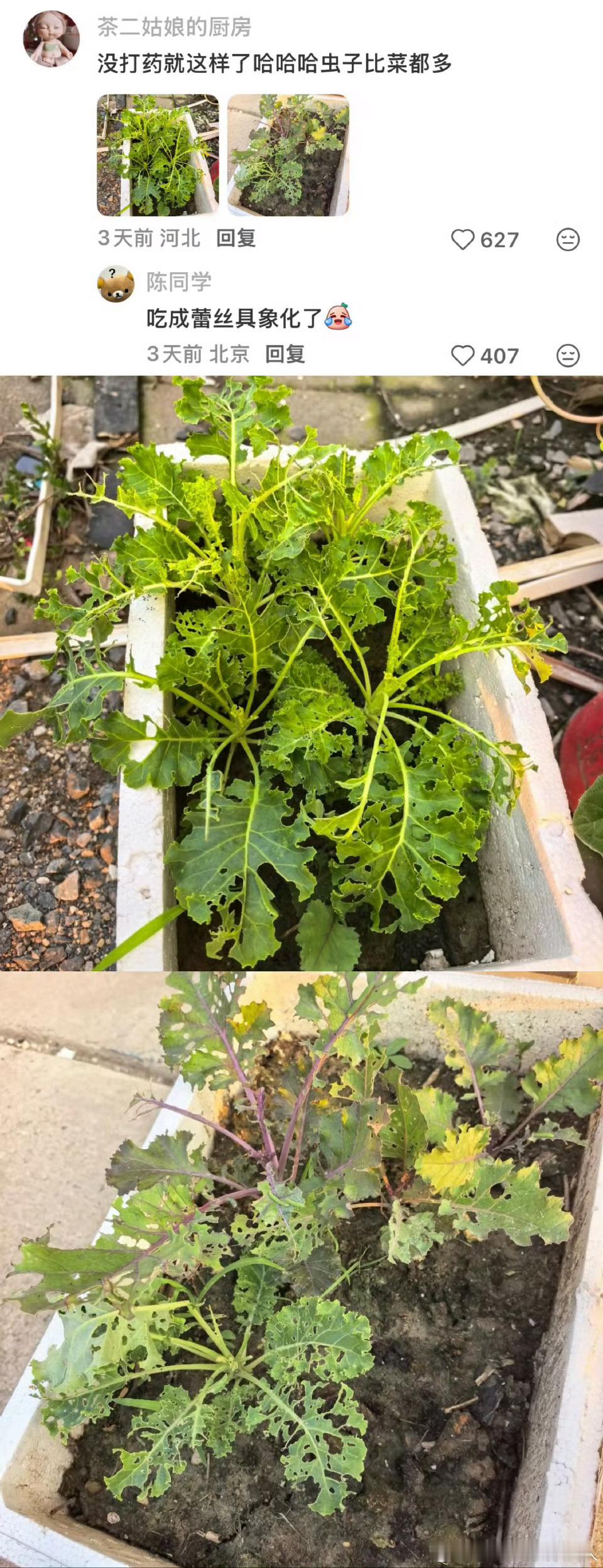 网友说，羽衣甘蓝要打巨巨多的农药，本来就是园林绿化的植物，少吃 ​​​