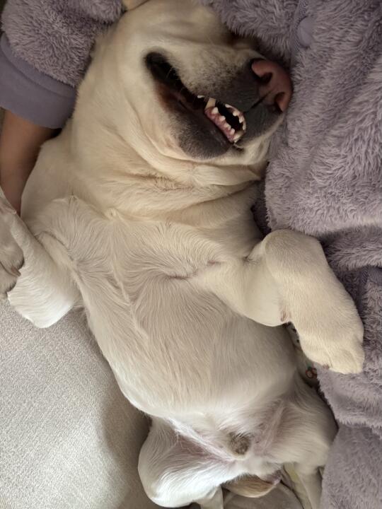 妈宝狗