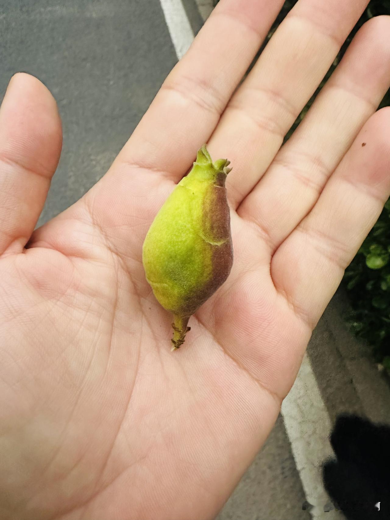 晚上在小区遛弯发现一棵奇怪的树，结了一些奇怪的果子。
看图片。
好玩吧？
我第一