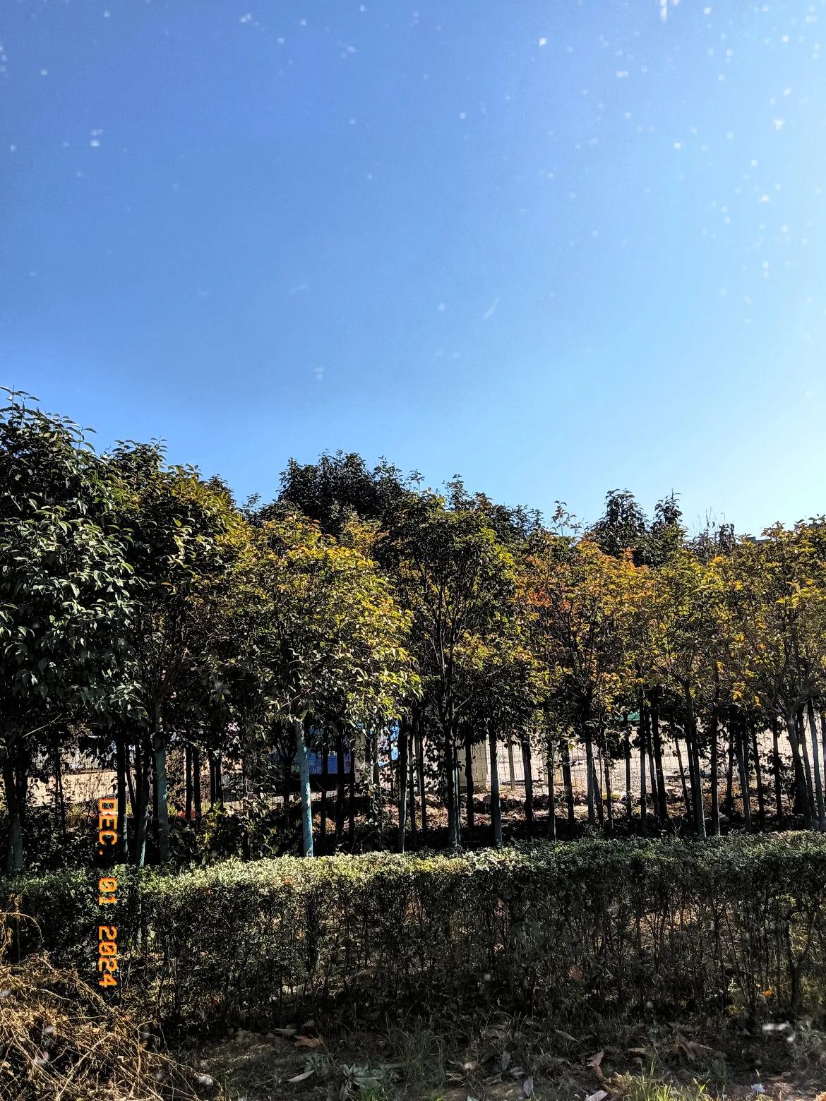 路边一排排绿植树叶子完好如初，有点秋的味道