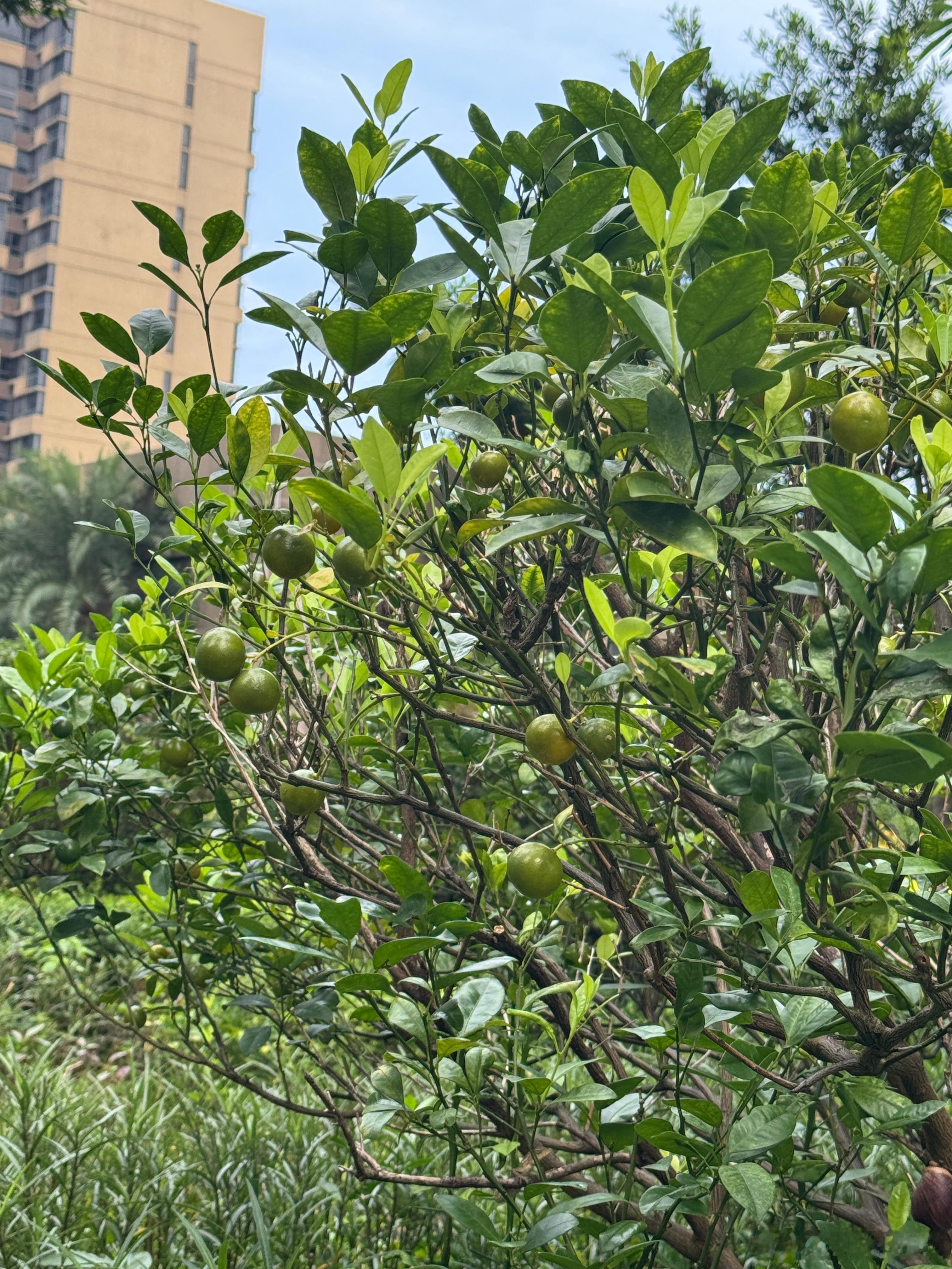早安[超话]  早早早早起带娃遛弯发现了一颗绿绿的小橘子树，好看 ​​​