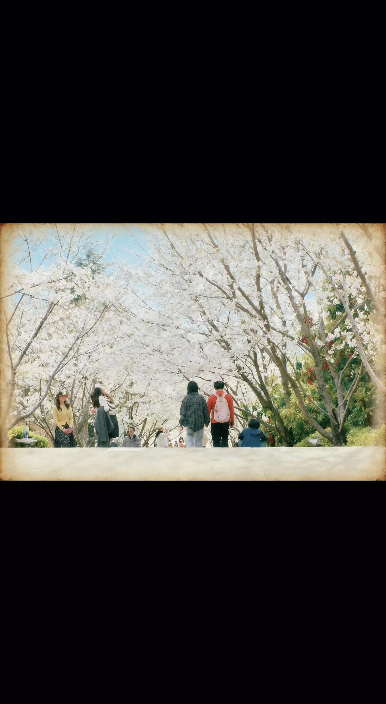 🌸樱花开成雪，人在画里走。风一吹，春天就跟着摇晃起来了✨