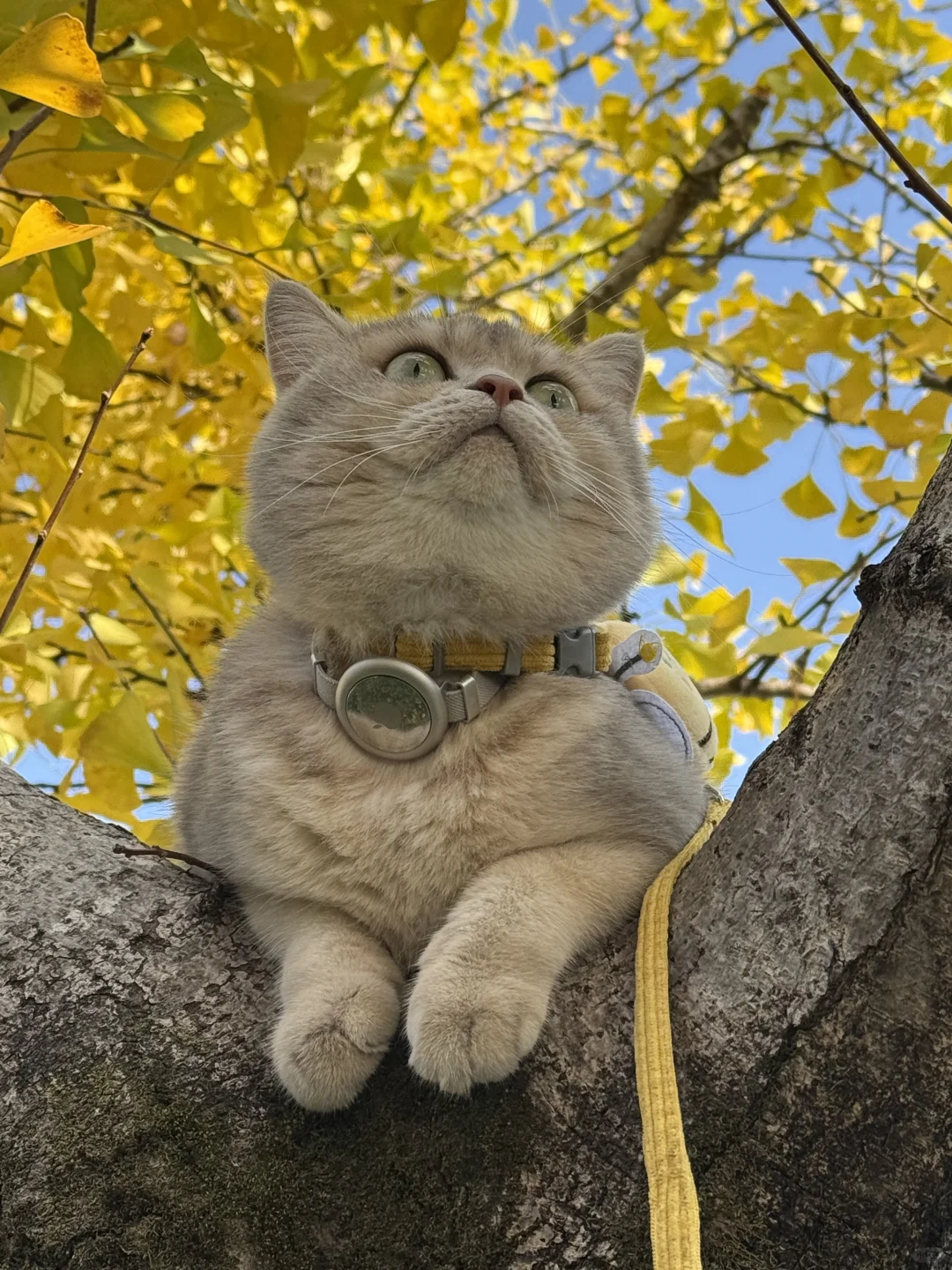 谁家小猫爱爬树呀