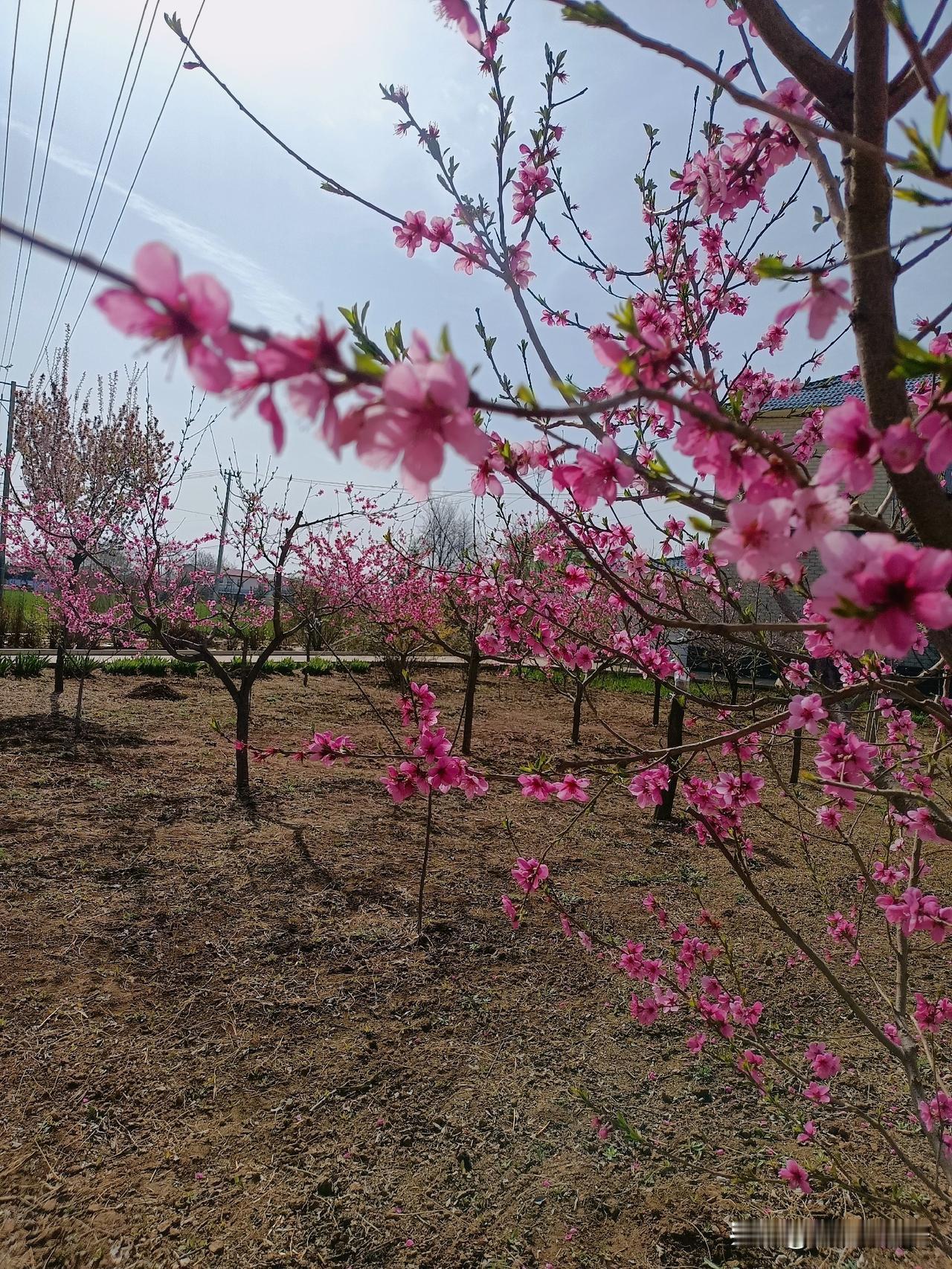 甘肃省庆阳市西峰区农村的春天，简直就是秀色可餐，遍地野菜根本不算希望，真正的希望