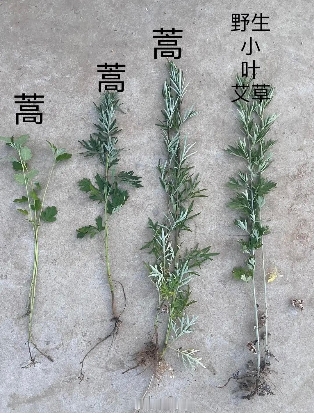 不知从何时起，端午开始买艾草了！随着端午临近，艾草市场红火，有些不法人员从中看到