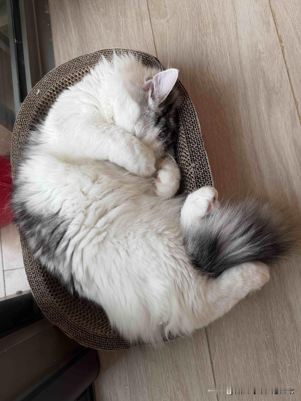 分享一张你家猫睡觉的照片猫系生活照