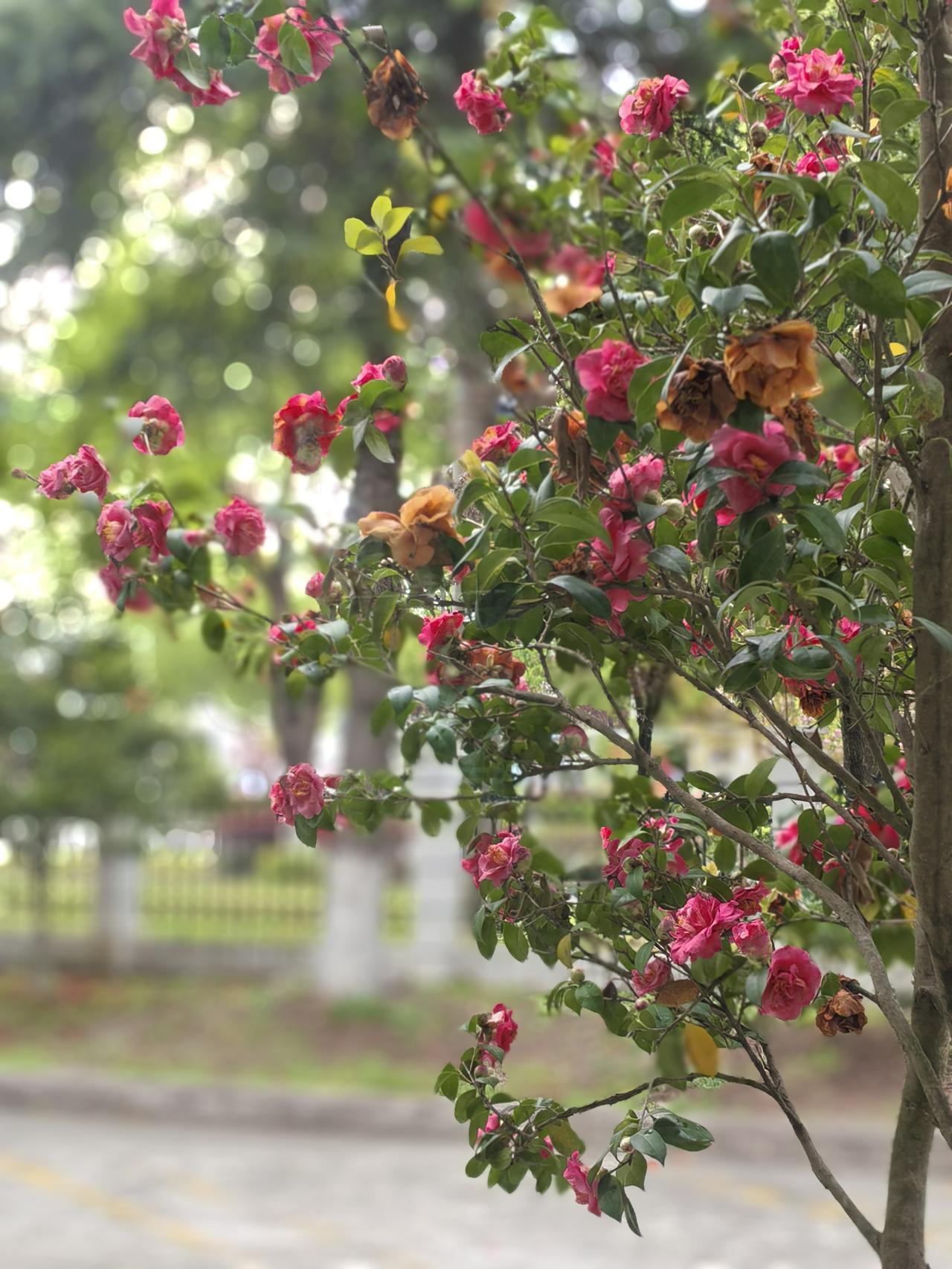 你听呐，
花朵之间，
在说着，
春的悄悄话。