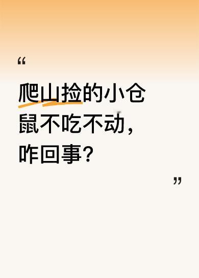 今天去爬山，我捡了只小仓鼠，看它可怜就放口袋带回家了。可回家后喂它东西，它不吃，