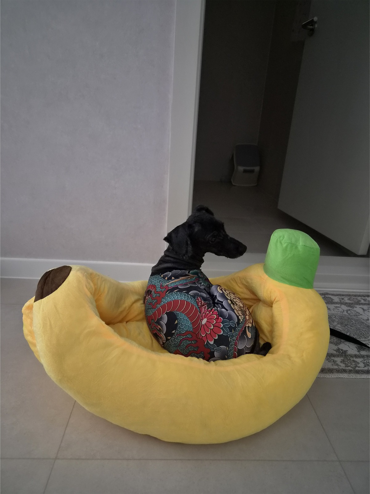 妈妈给小狗买回来的衣服太好笑了 海外新鲜事 热点现场