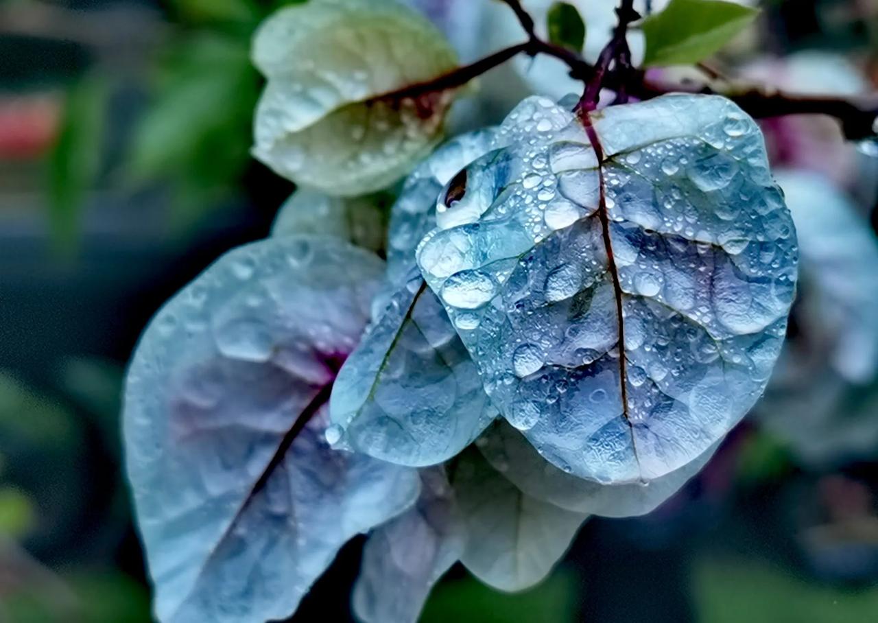 《浣溪沙·春雨润元宵》
烟雨笼灯湿绣襦，长街影碎伞如蕖。笙歌润透小桃符。  
细