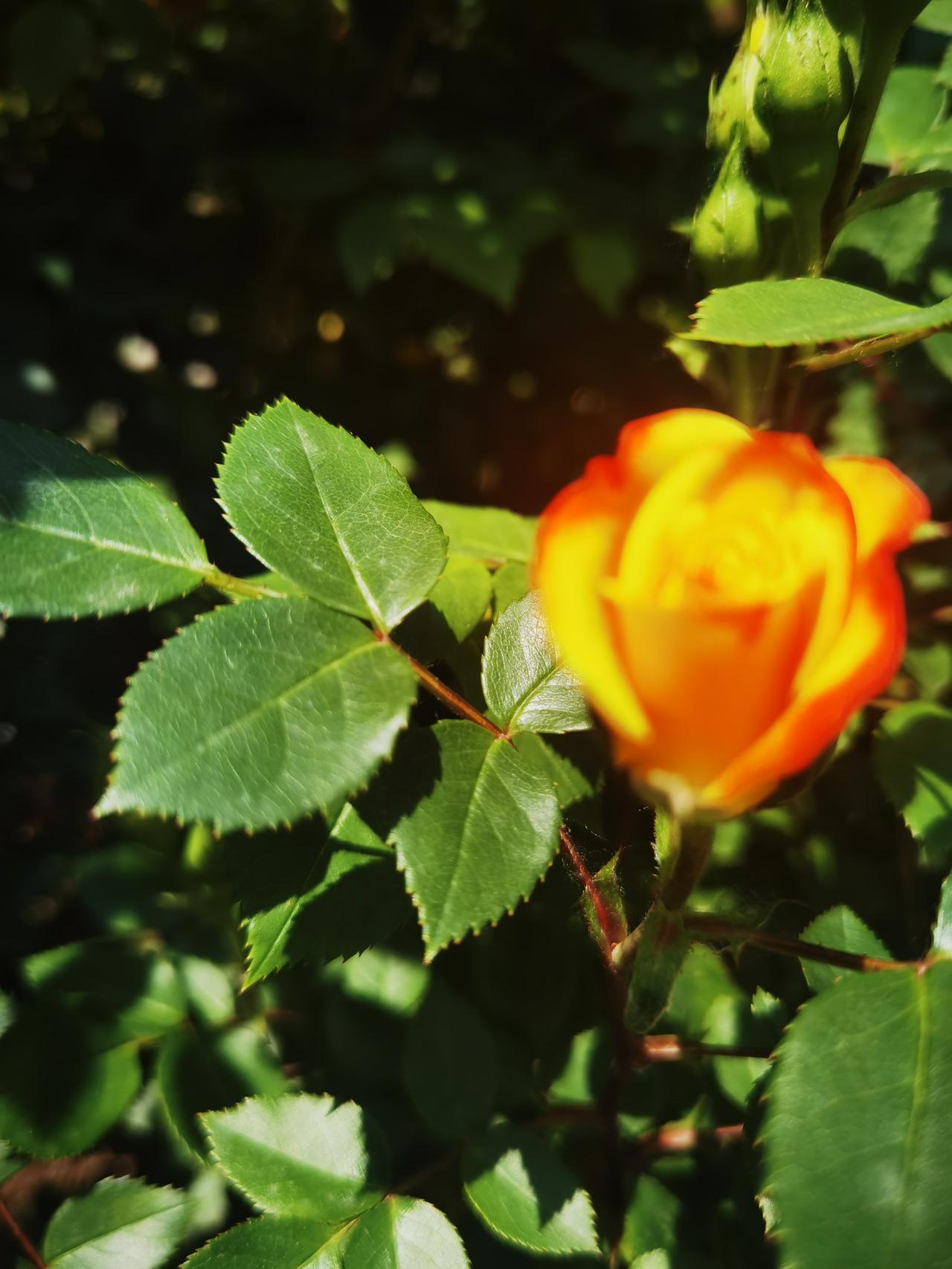 美美的月季花