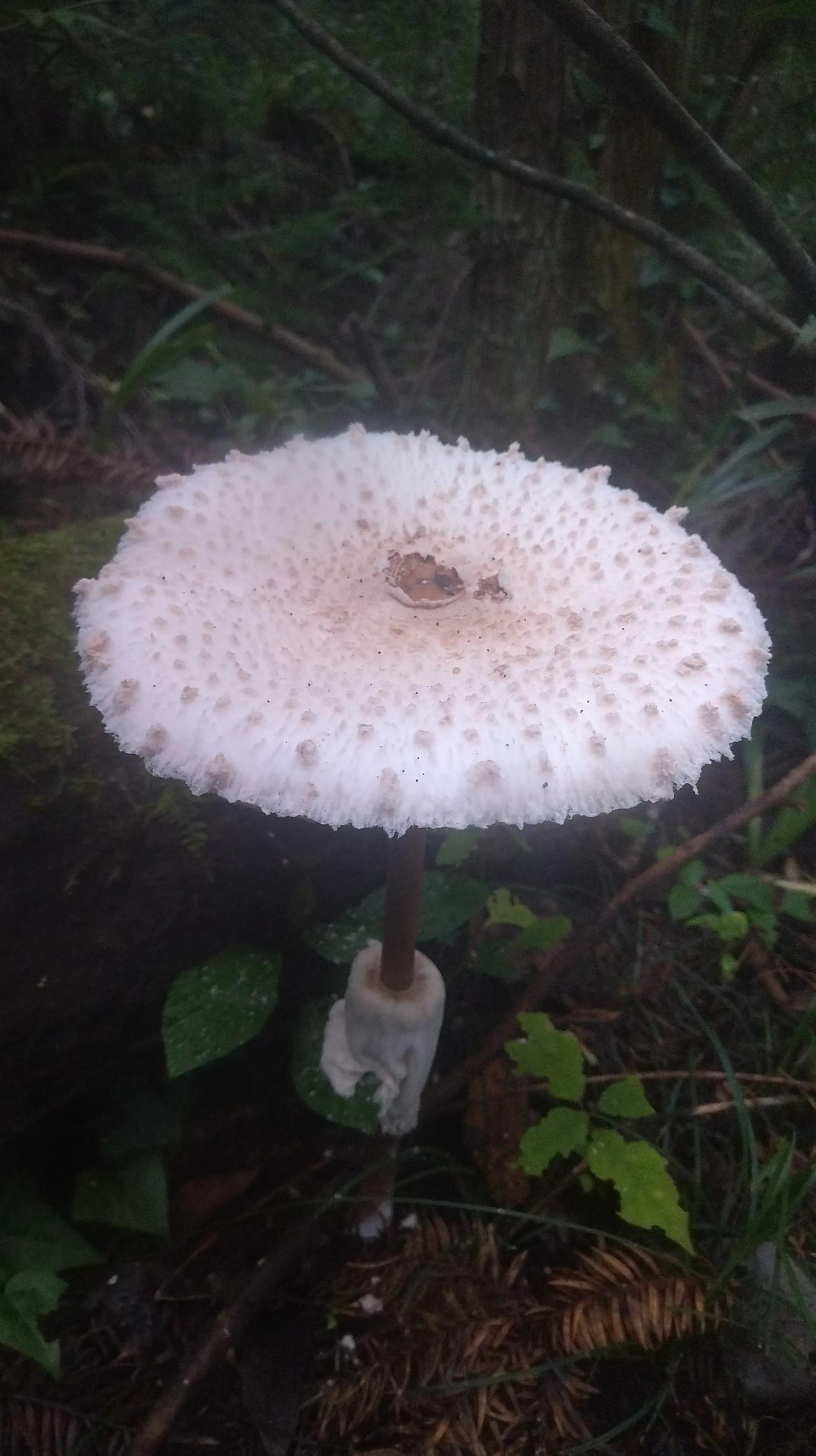 月半中秋过佳节，
立秋流感高发热，
中医健康立秋节，
吃肉大补加蛋白。
祖国节日