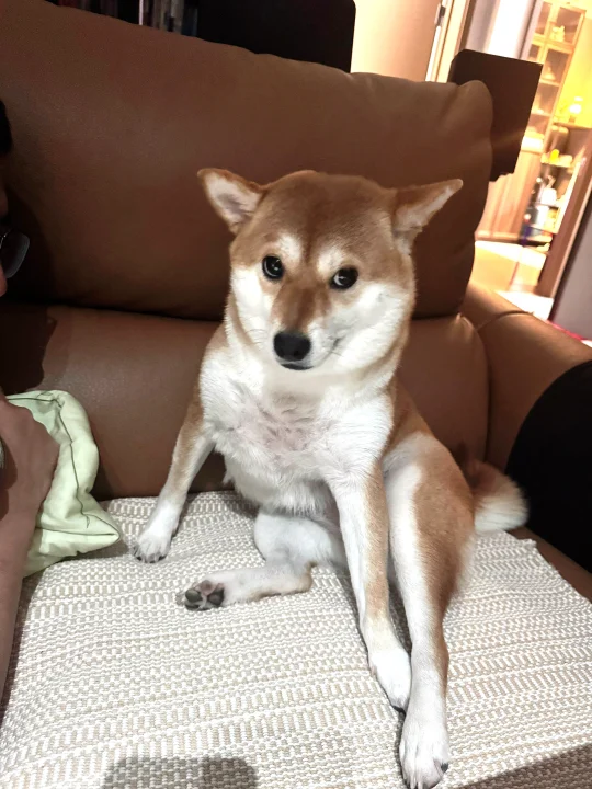 这种黄耗子心眼子最多了