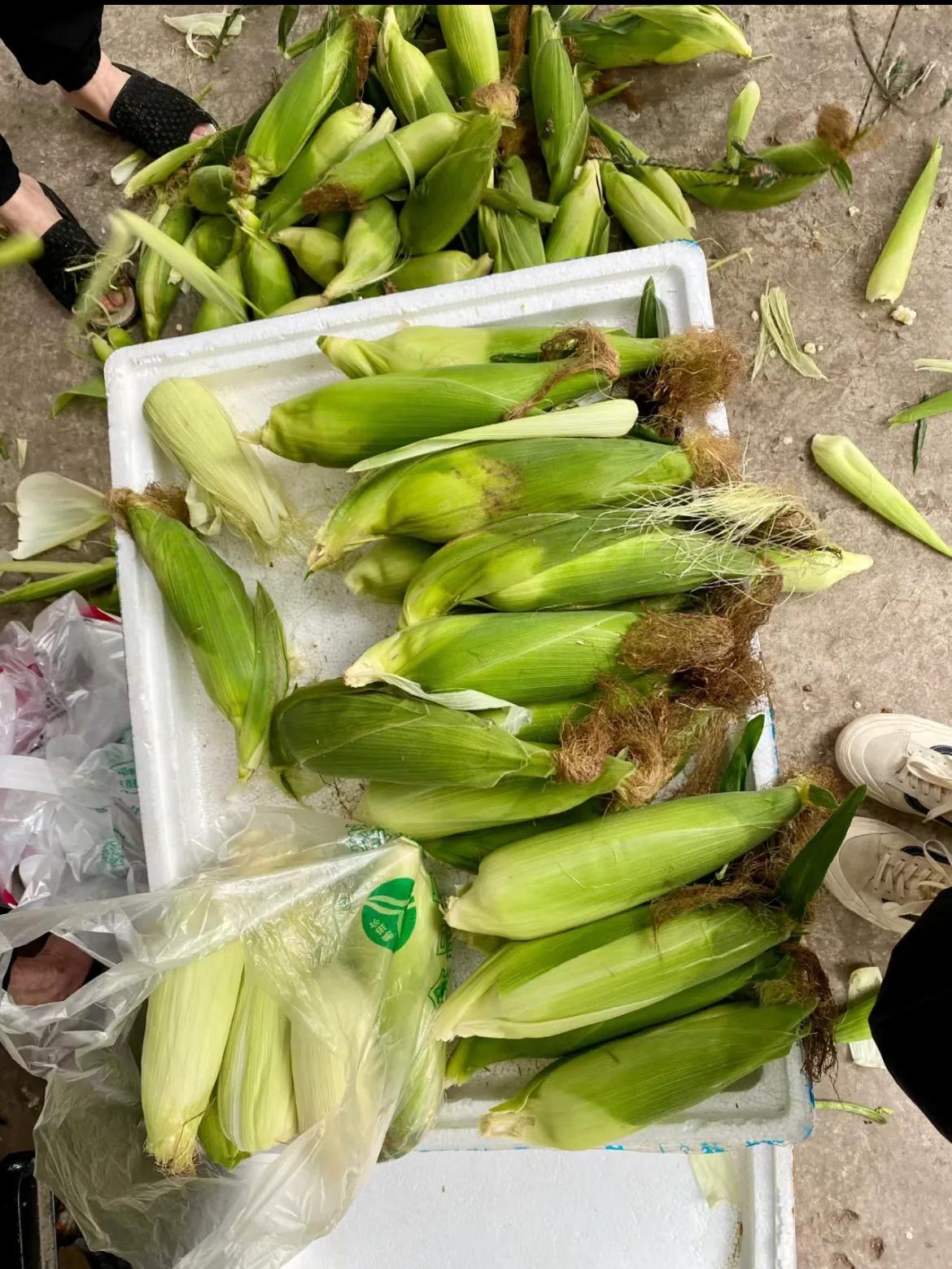 上次卖玉米的阿姨，打电话叫我把她姐姐家的玉米买了，她姐姐急着用钱。阿姨说：上次你