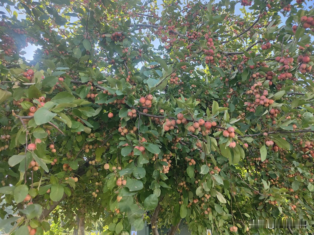 秋日生活打卡季垂丝海棠果实挂满枝头，鲜艳靓丽，标志着金色的秋天正式来到，收获的季