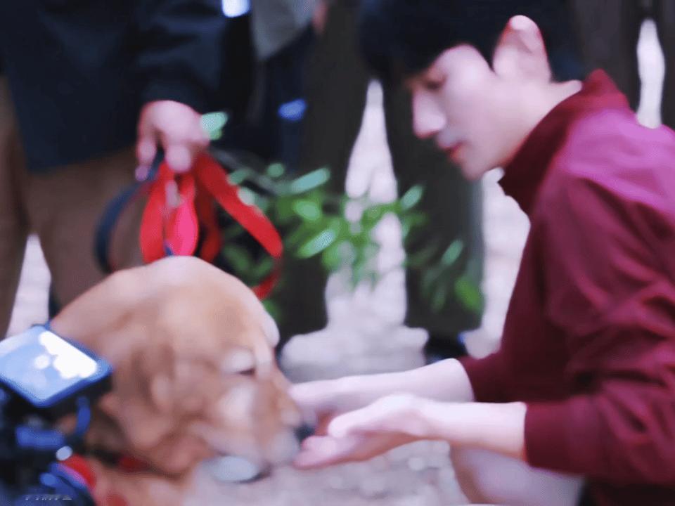 想起这只酱油色小金毛了好肥美的小金毛