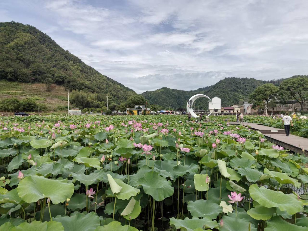 随手拍公园美景现在这个季节最好公园美景是去赏荷花，这个时节的荷花开得最好看，赏荷