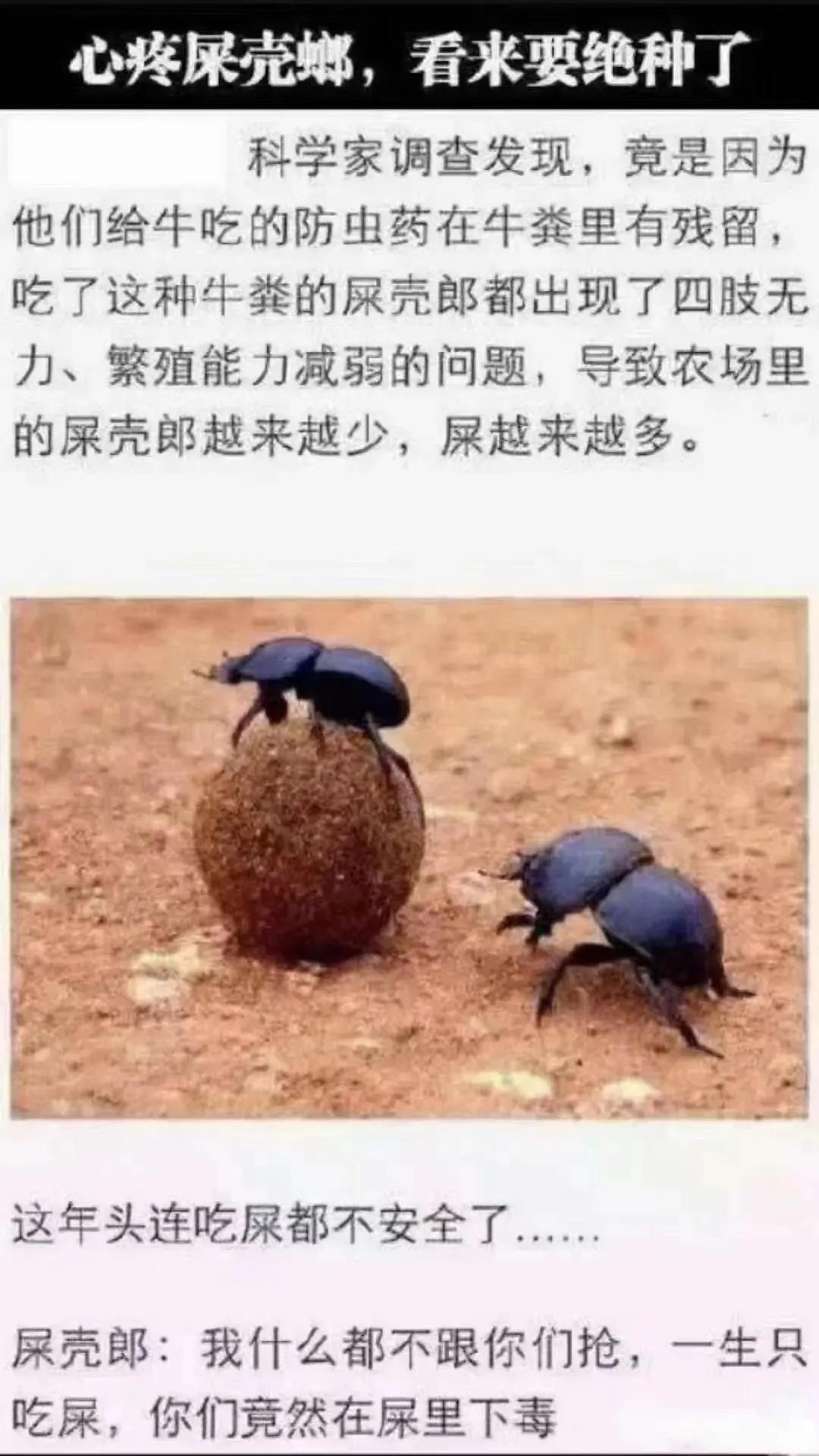 屎里有毒，成了现实，可怜的屎壳郎[灵光一闪]