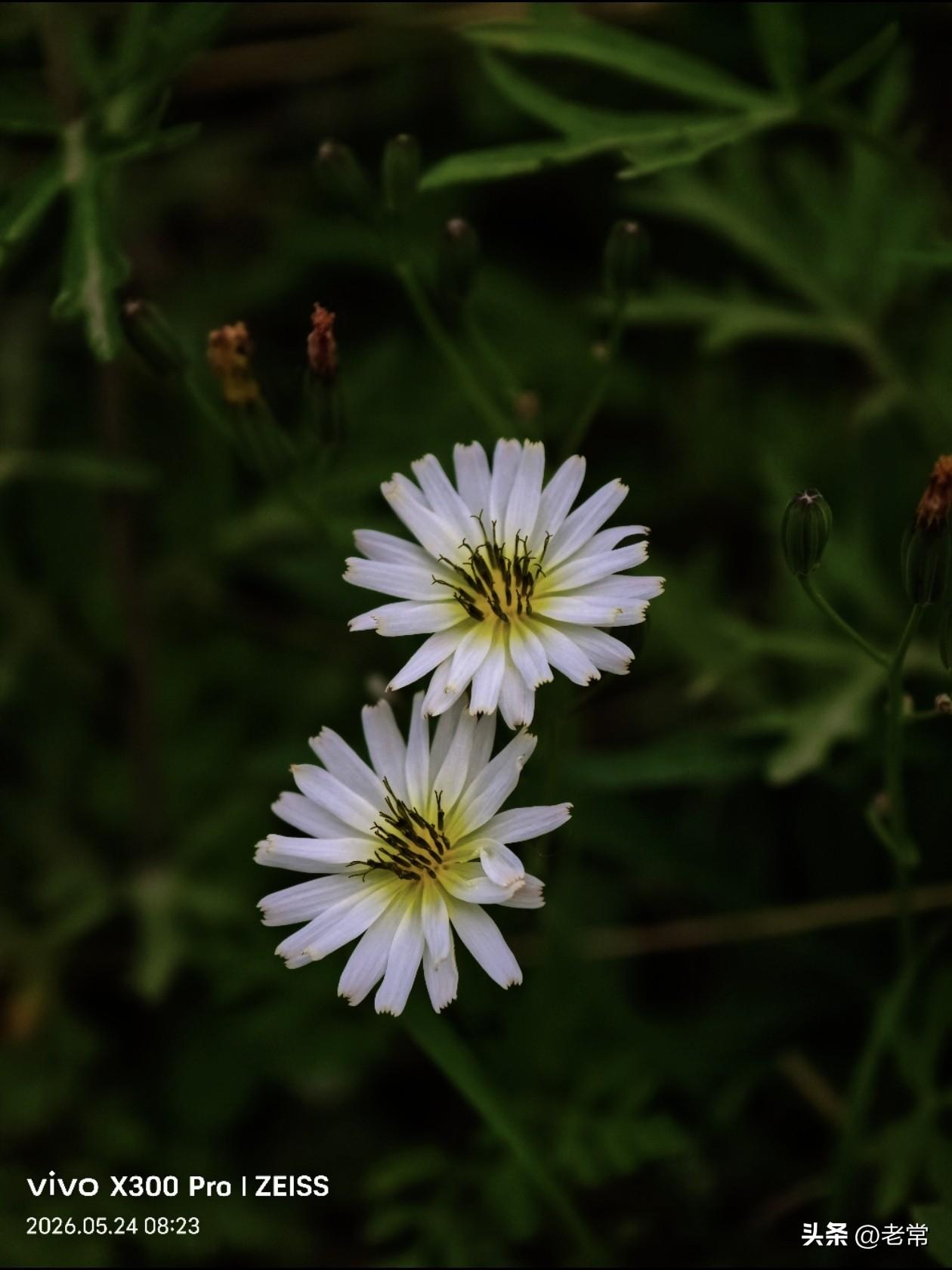 【原创\图文】

路边随拍苦菜花。

田野路边都是家，
开朵小黄花，
苦在叶中藏