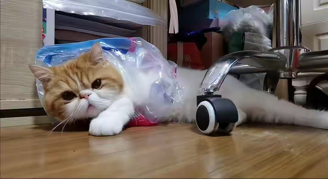 郁金香差点害了一条猫命冷知识：你家花园或者餐桌花瓶里的郁金香，对猫可能有肾毒性。